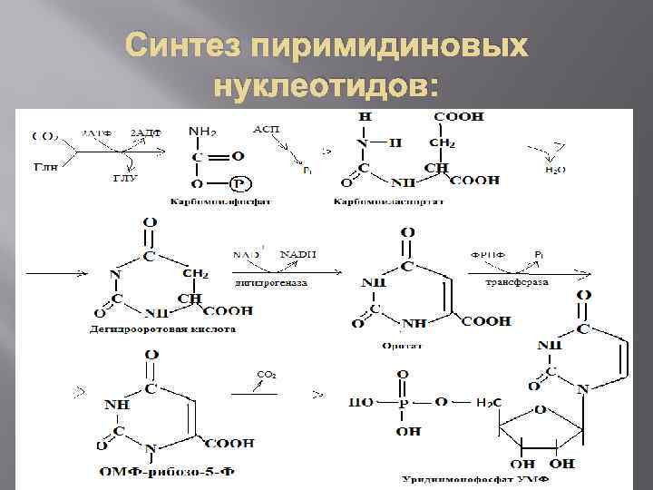 Синтез пиримидиновых нуклеотидов: 