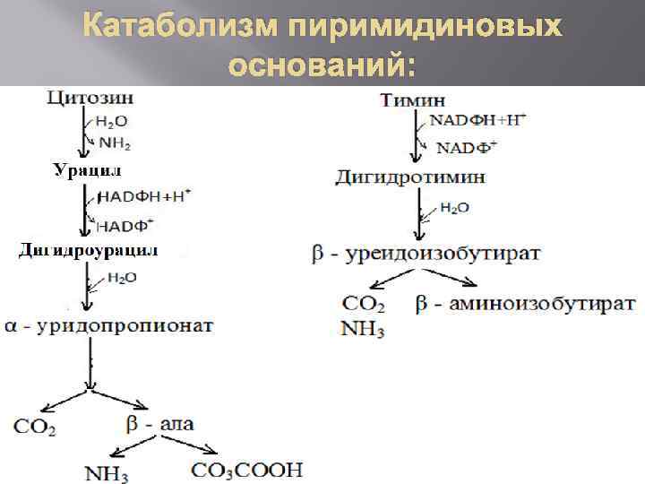 Схема катаболизма пиримидиновых нуклеотидов