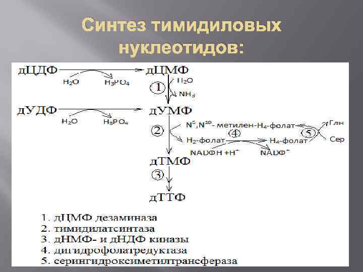 Синтез тимидиловых нуклеотидов: 