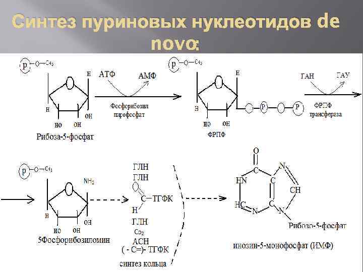 Пуриновыми нуклеотидами являются. Реакции биосинтеза пуриновых нуклеотидов. Схема биосинтеза пуриновых нуклеотидов. Биосинтез пуриновых мононуклеотидов. Биосинтез пуриновых нуклеотидов биохимия.