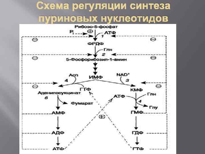 Схема регуляции синтеза пуриновых нуклеотидов 