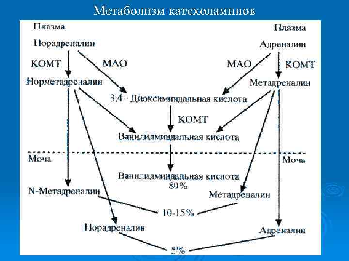 Адреналин обмен веществ