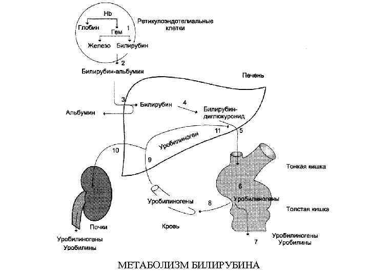 МЕТАБОЛИЗМ БИЛИРУБИНА 