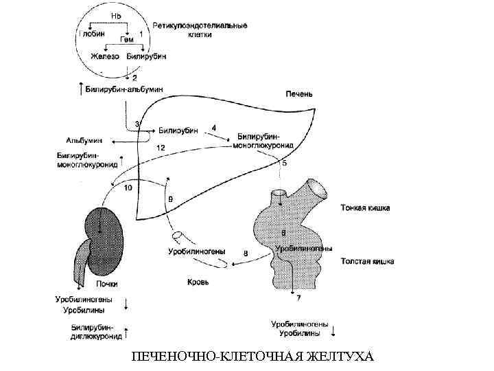 ПЕЧЕНОЧНО-КЛЕТОЧНАЯ ЖЕЛТУХА 