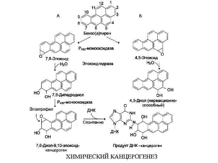 ХИМИЧЕСКИЙ КАНЦЕРОГЕНЕЗ 