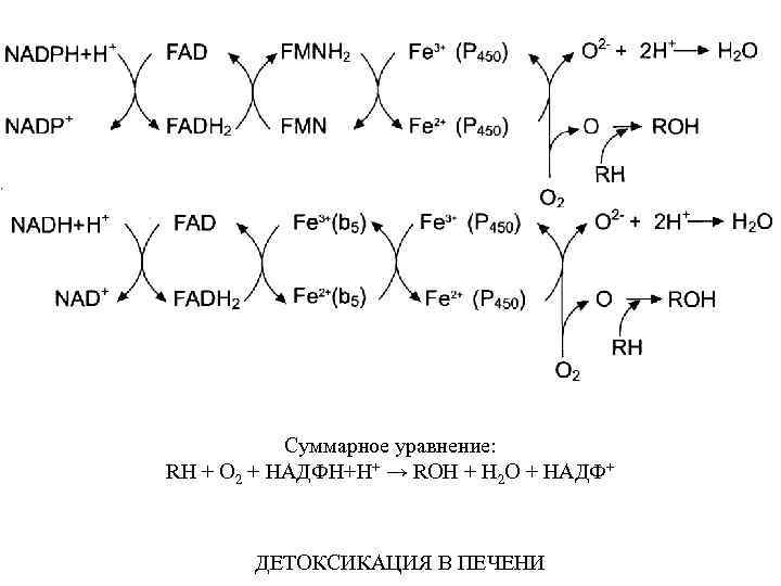 Суммарное уравнение: RН + О 2 + НАДФН+Н+ → RОН + Н 2 О