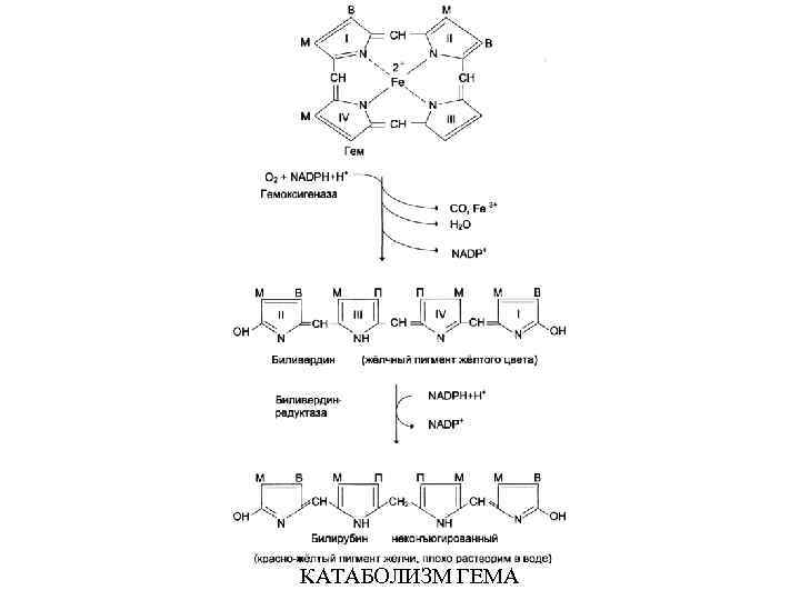 КАТАБОЛИЗМ ГЕМА 