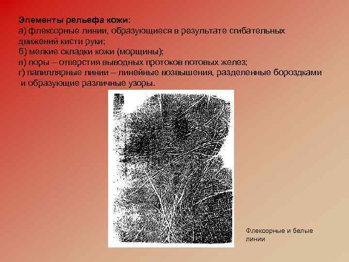 Элементы рельефа кожи: а) флексорные линии, образующиеся в результате сгибательных движений кисти руки; б)