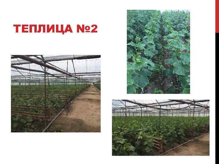 ТЕПЛИЦА № 2 