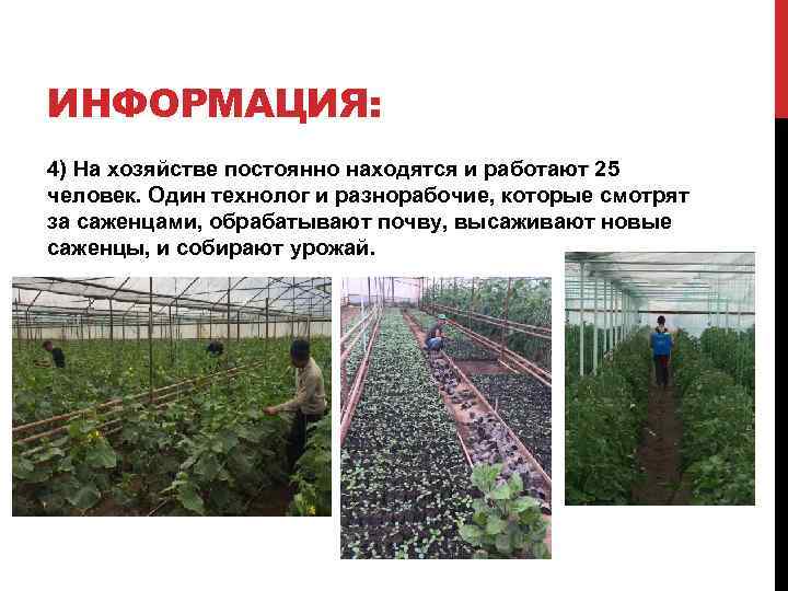 ИНФОРМАЦИЯ: 4) На хозяйстве постоянно находятся и работают 25 человек. Один технолог и разнорабочие,