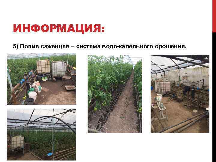 ИНФОРМАЦИЯ: 5) Полив саженцев – система водо-капельного орошения. 