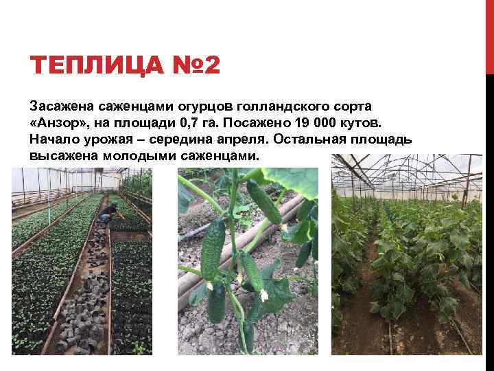 ТЕПЛИЦА № 2 Засажена саженцами огурцов голландского сорта «Анзор» , на площади 0, 7