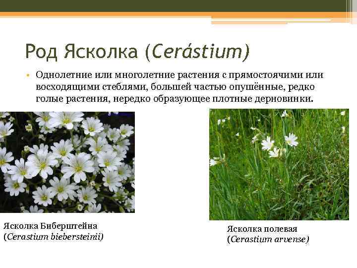 Род Ясколка (Cerástium) • Однолетние или многолетние растения с прямостоячими или восходящими стеблями, большей