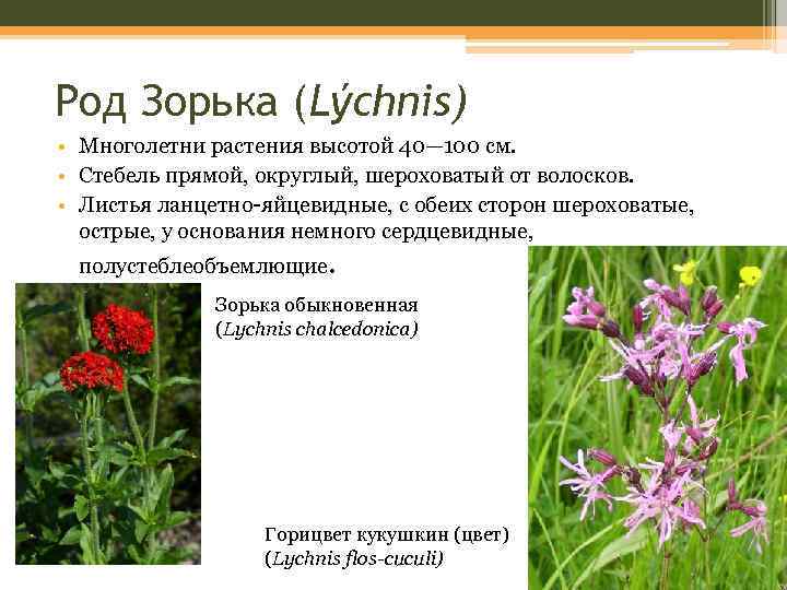 Род Зорька (Lýchnis) • Многолетни растения высотой 40— 100 см. • Стебель прямой, округлый,