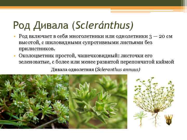 Род Дивала (Scleránthus) • Род включает в себя многолетники или однолетники 3 — 20