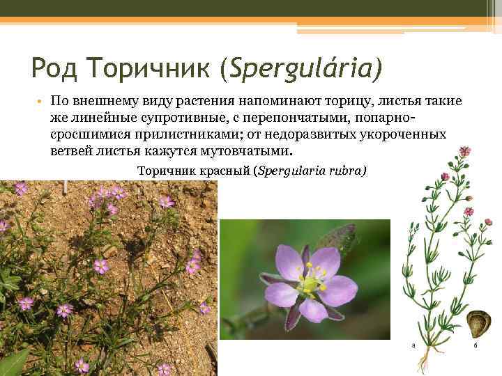 Род Торичник (Spergulária) • По внешнему виду растения напоминают торицу, листья такие же линейные