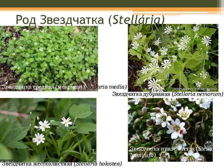 Род Звездчатка (Stellária). Звездчатка средняя (мокрица) (Stellaria media) Звездчатка дубравная (Stellaria nemorum) Звездчатка приземистая