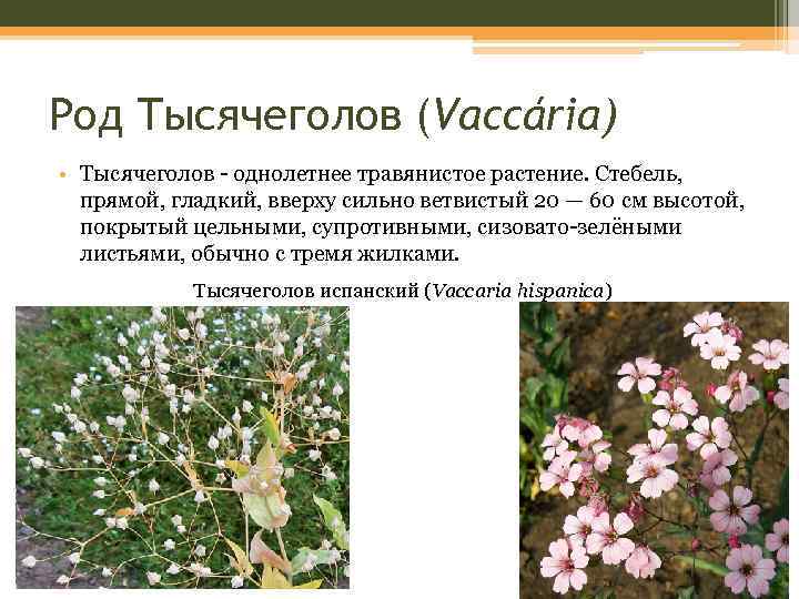 Род Тысячеголов (Vaccária) • Тысячеголов - однолетнее травянистое растение. Стебель, прямой, гладкий, вверху сильно