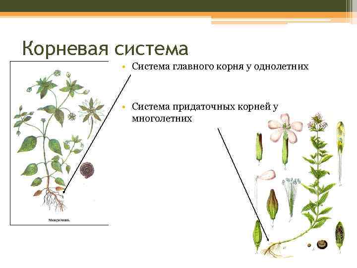 Корневая система • Система главного корня у однолетних • Система придаточных корней у многолетних