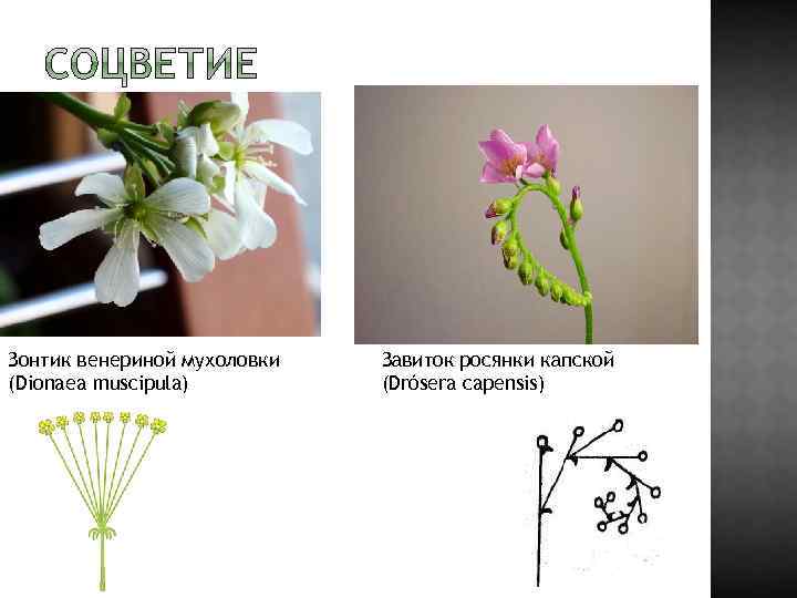 . Зонтик венериной мухоловки (Dionaea muscipula) Завиток росянки капской (Drósera capensis) 