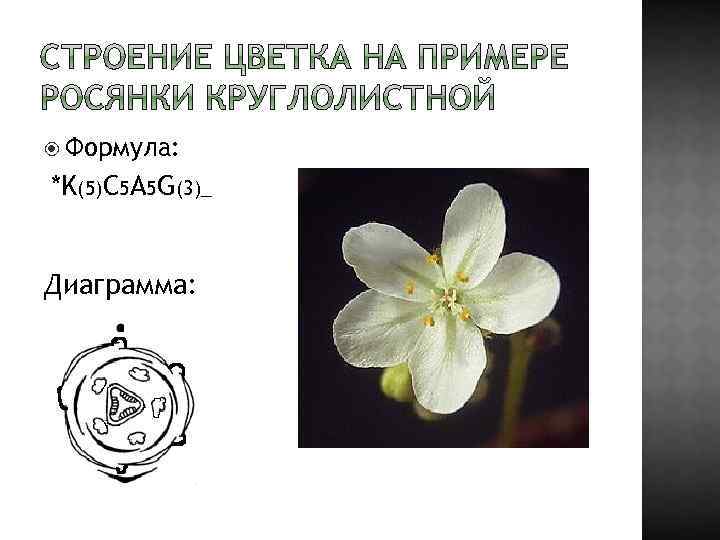  Формула: *K(5)C 5 A 5 G(3)_ Диаграмма: 