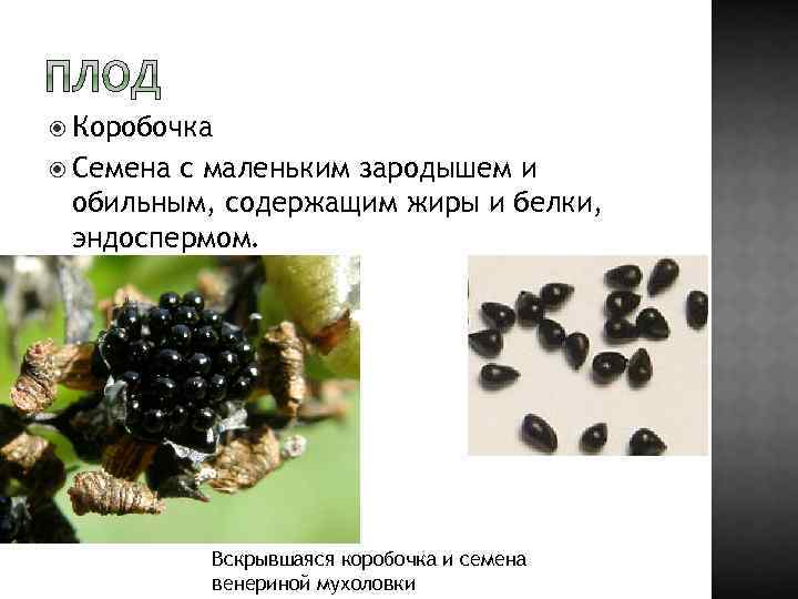  Коробочка Семена с маленьким зародышем и обильным, содержащим жиры и белки, эндоспермом. Вскрывшаяся