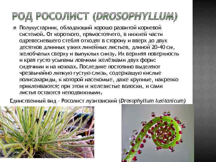  Полукустарник, обладающий хорошо развитой корневой системой. От короткого, прямостоячего, в нижней части одревесневшего