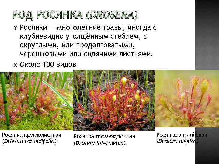 Росянки — многолетние травы, иногда с клубневидно утолщённым стеблем, с округлыми, или продолговатыми, черешковыми
