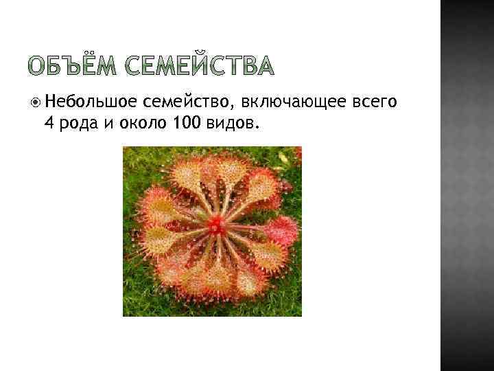  Небольшое семейство, включающее всего 4 рода и около 100 видов. 