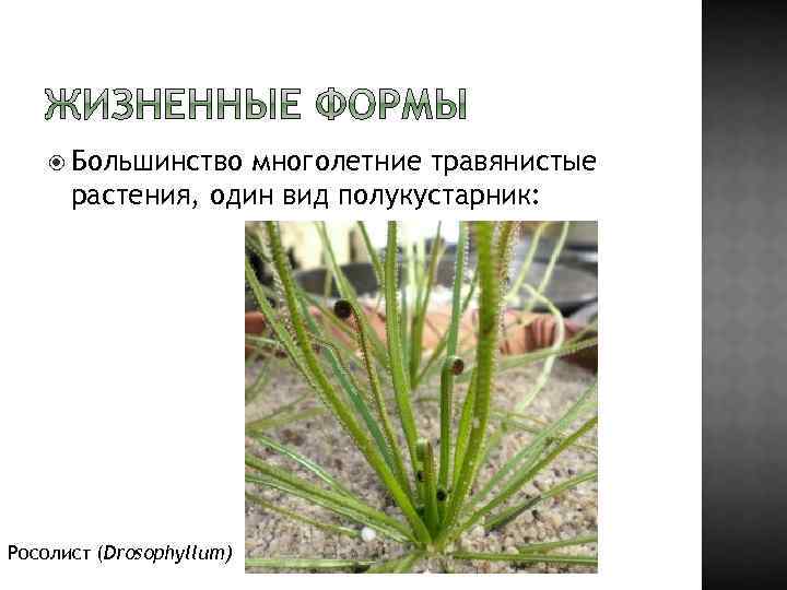  Большинство многолетние травянистые растения, один вид полукустарник: Росолист (Drosophyllum) 