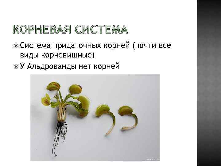  Система придаточных корней (почти все виды корневищные) У Альдрованды нет корней 