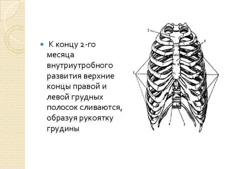  К концу 2 го месяца внутриутробного развития верхние концы правой и левой грудных