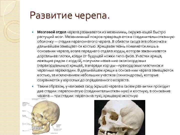 Развитие мозгового и лицевого черепа. Развитие мозгового отдела черепа. Стадии развития костей черепа.