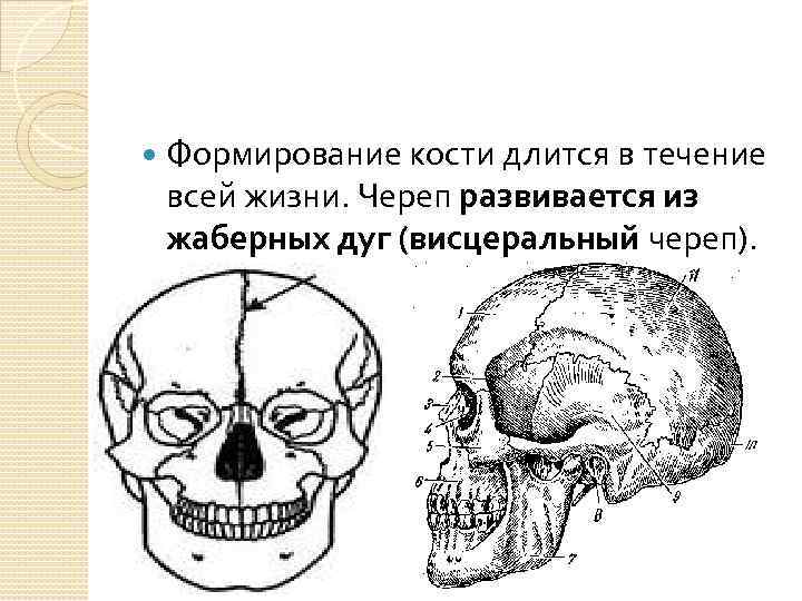  Формирование кости длится в течение всей жизни. Череп развивается из жаберных дуг (висцеральный