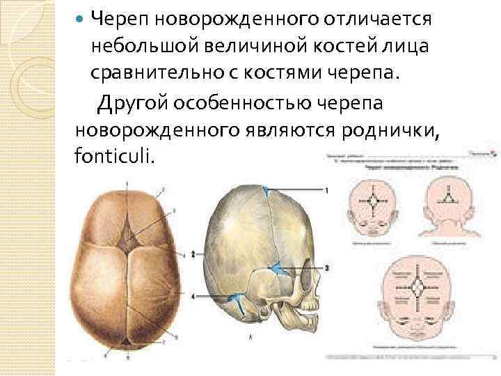 Роднички плода. Онтогенез черепа человека анатомия. Плотность костей черепа новорожденного. Роднички черепа новорожденного. Череп новорожденного анатомия.