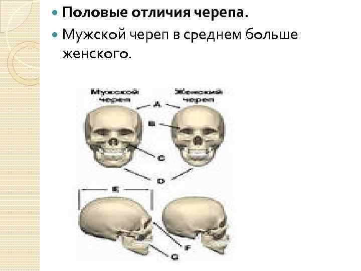 Различия мужского и женского черепа. Половые различия черепа. Расовые различия черепа.
