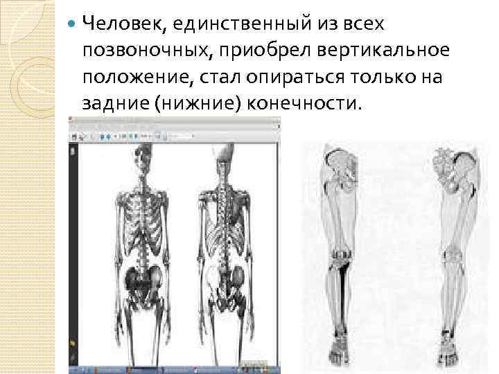  Человек, единственный из всех позвоночных, приобрел вертикальное положение, стал опираться только на задние