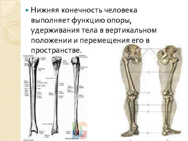 Скелет конечностей функции. Нижние конечности человека. Строение нижней конечности человека. Особенности свободной нижней конечности человека. Функции нижних конечностей.