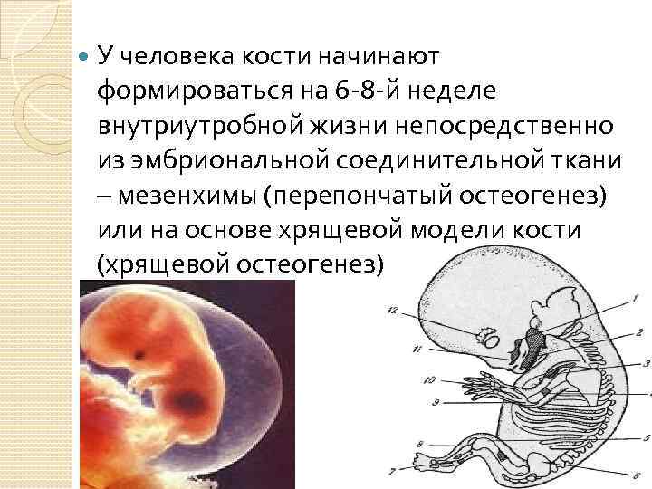  У человека кости начинают формироваться на 6 8 й неделе внутриутробной жизни непосредственно