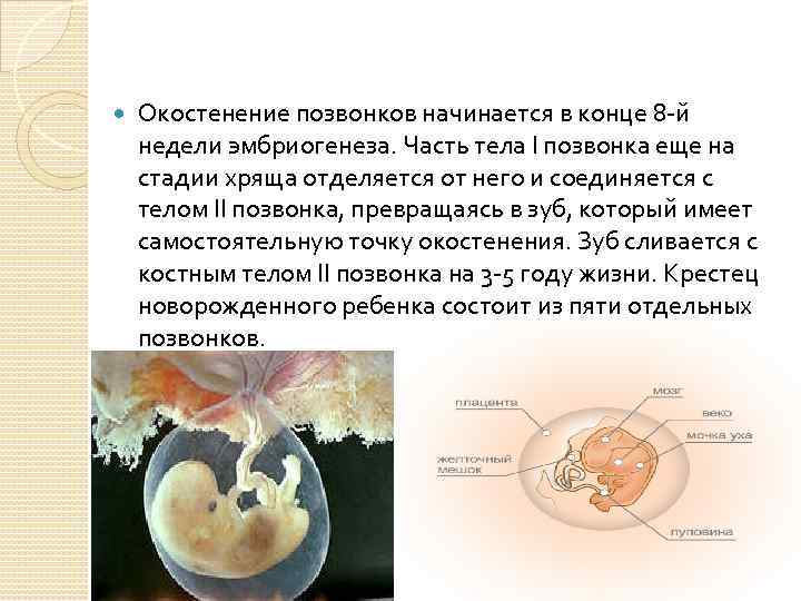  Окостенение позвонков начинается в конце 8 й недели эмбриогенеза. Часть тела I позвонка