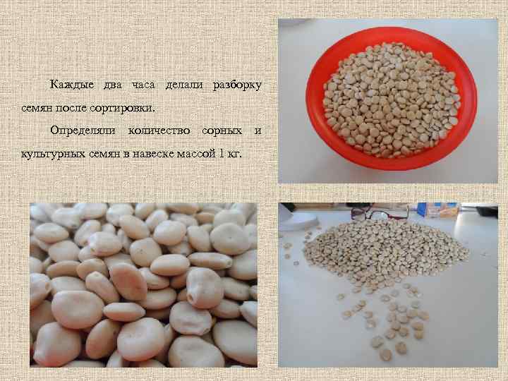 Каждые два часа делали разборку семян после сортировки. Определяли количество сорных и культурных семян