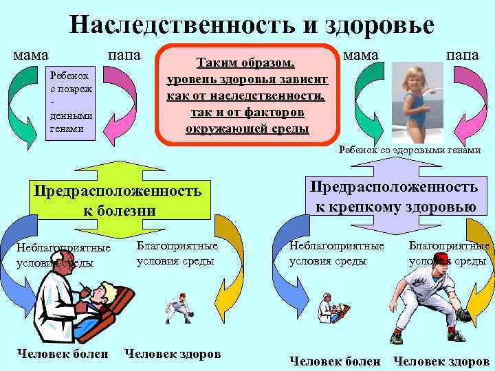 Наследственность и здоровье мама папа Ребенок с повреж денными генами Таким образом, уровень здоровья