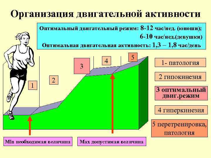 Организация двигательной активности Оптимальный двигательный режим: 8 -12 час/нед. (юноши); 6 -10 час/нед. (девушки)