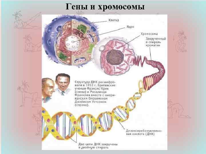 Гены и хромосомы 