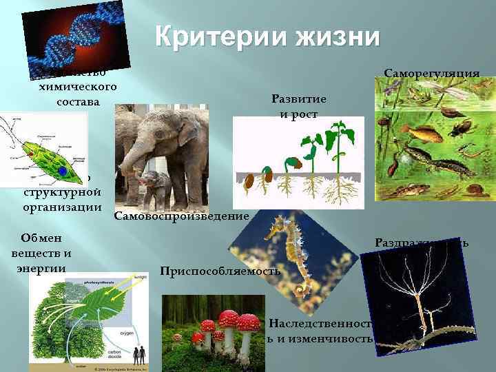 Какие свойства живых систем отображены на серии рисунков 1 5