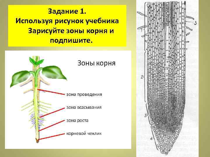 Верхушки корня растения. Части корня и их функции. Строение корня зона растяжения. Рисунок корня чехлик зона роста зона деления зона проведения. Строение корня и функции зон.