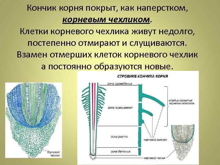 Кончик корня покрыт, как наперстком, корневым чехликом. Клетки корневого чехлика живут недолго, постепенно отмирают