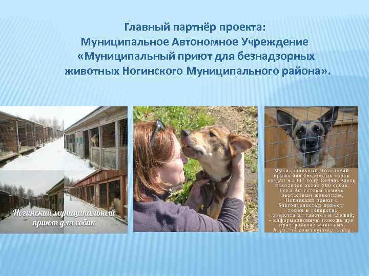 Главный партнёр проекта: Муниципальное Автономное Учреждение «Муниципальный приют для безнадзорных животных Ногинского Муниципального района»
