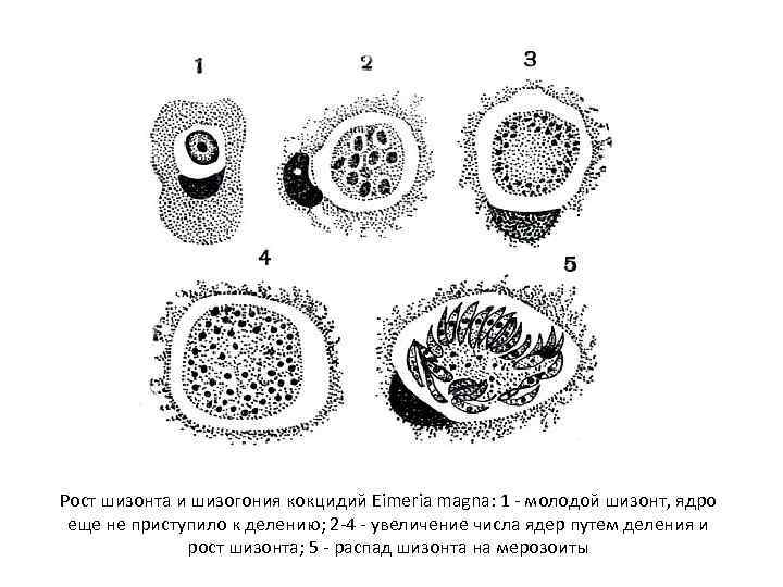 Рост шизонта и шизогония кокцидий Eimeria magna: 1 - молодой шизонт, ядро еще не