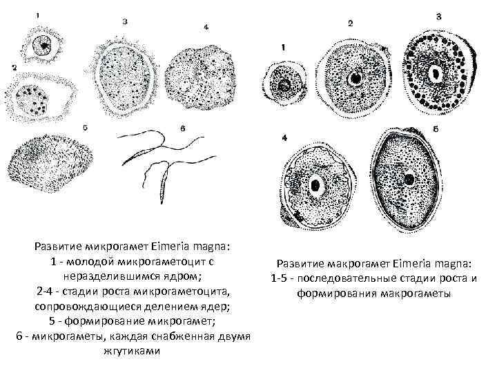 Развитие микрогамет Eimeria magna: 1 - молодой микрогаметоцит с неразделившимся ядром; 2 -4 -